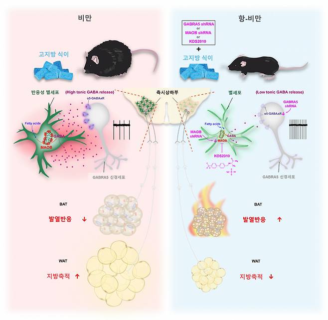 별세포의 지방 대사 조절 모식도.[IBS 제공]