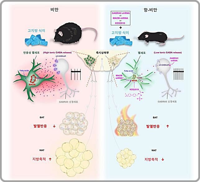 [대전=뉴시스] 별세포의 지방 대사 조절 모식도. 비만 생쥐 뇌의 측시상하부에 반응성 별세포의 마오비(MAO-B) 효소가 발현돼 지속성 가바(GABA)가 과생성 되고 이 가바는 GABRA5 신경세포의 활성을 감소시켜 지방대사를 억제해 체중을 증가시킨다. 별세포의 마오비 또는 GABRA5 유전자를 억제하거나 마오비 억제제 KDS2010 투여하면 가바 분비가 줄어 GABRA5 신경세포가 활성화되고 지방 대사가 촉진, 체중이 감소한다. *재판매 및 DB 금지