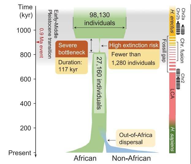 인류 조상의 인구 규모 역사에 대한 개략도 빙하기가 최고조에 달한 홍적세 초중기 약 90만년 전부터 세계 인구가 급감, 번식 가능 인구가 1천280명 이하로 감소했고, 이런 인구 병목 현상이 11만7천년간 계속돼 인류가 멸종 위기를 겪었음을 보여준다. [ Hu et al./ Science 캡처. 재판매 및 DB 금지]