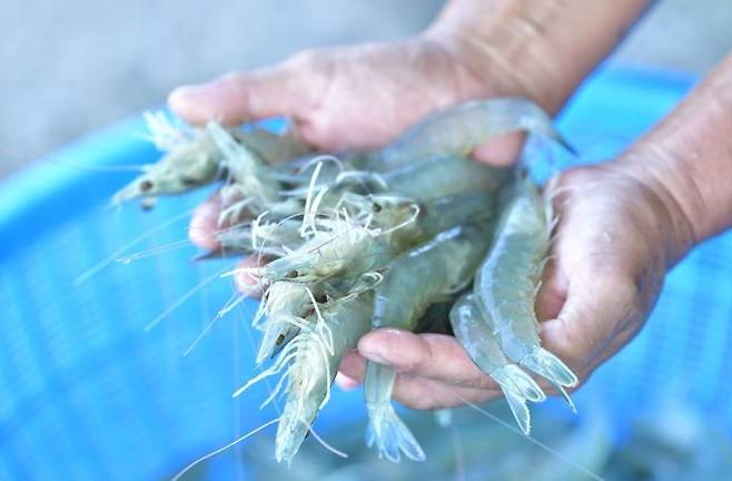 ▲ 신안 양식 새우 사진 : 연합뉴스&nbsp;