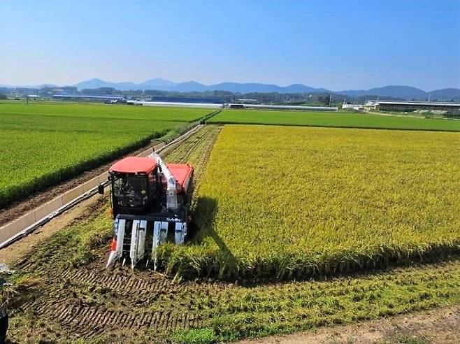 지난 2일 충남 천안시 성남면 대흥리 이상희 농가에서 올해 첫 벼 수확이 이뤄지고 있다. 사진=천안시 제공 *재판매 및 DB 금지