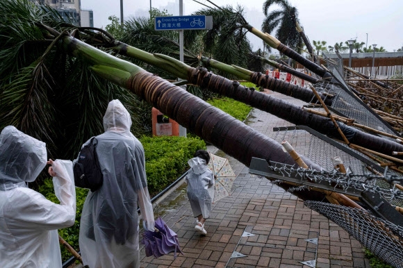 중국 홍콩을 강타한 9호 태풍 사올라의 여파로 홍콩 거리에 가로수가 쓰러져 있다. 2023.9.2 AFP 연합뉴스
