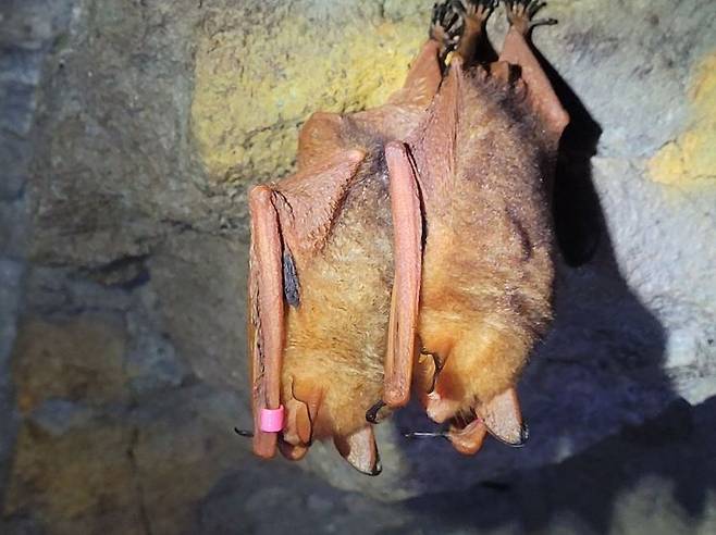 치악산에 8년째 서식하는 멸종위기 야생생물이자 천연기념물인 일명 '황금박쥐' 붉은박쥐의 모습. [사진=국립공원공단]