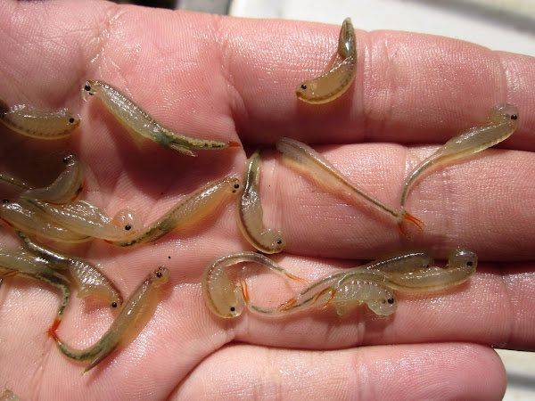 갓 부화한 요정새우들. /X(트위터)