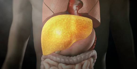 과음이 쌓이면 지방간, 간경변, 간암 등의 질병이 발생하며 목숨을 위협하게 된다. [사진=EBS]