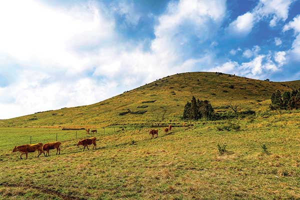 용눈이오름은 주변 목장의 방목지다. 수시로 말과 소가 드나든다.