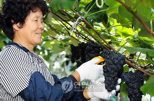 남원 포도 [연합뉴스 자료사진]