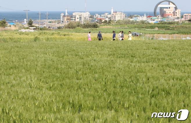 경북 포항시 남구 호미곶면 대보리 보리밭,(포항시제공)2023.9.7/뉴스1