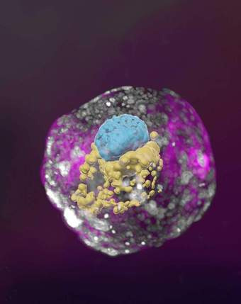 줄기세포로 만든 수정 14일째의 인간 배아 모델(와이즈만연구소 웹사이트 갈무리)