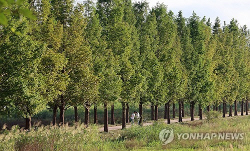 7일 강원 강릉시 경포 저류지 메타세쿼이아 길에서 젊은 연인이 가을의 추억을 담고 있다. [강릉=연합뉴스]