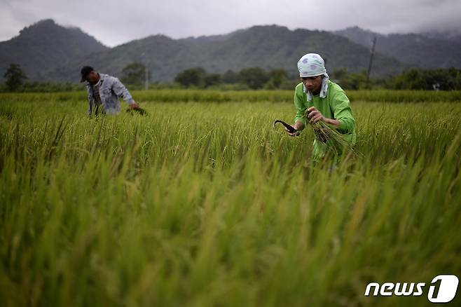 쌀 수확하는 필리핀 농부들. 2015.10.10/ ⓒ AFP=뉴스1 ⓒ News1 박재하 기자