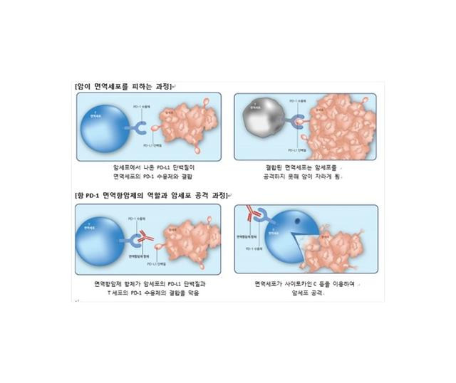 면역항암제 치료 기전