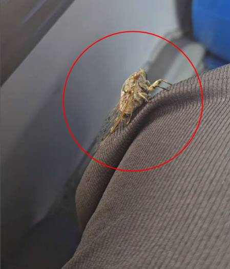 마을버스를 타고 퇴근하던 길. 날아가려다 지쳤는지 현주씨 다리에 붙어 쉬는 쓰름매미. 놀라거나 몸에서 떼어낼 수도 있었으나, 자연으로 데려다주려 하는 이도 있었다./사진=매미 친구 현주씨