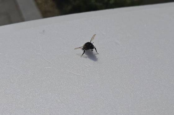 횡단보도 위에서 기어다니고 있던 작은 호박벌./사진=호박벌 친구 현주씨