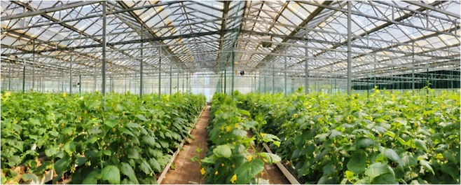 중국 수광시 소재 국가농업시범단지 1차 시험재배현장. <사진제공=중국 수광시 농업농촌국>