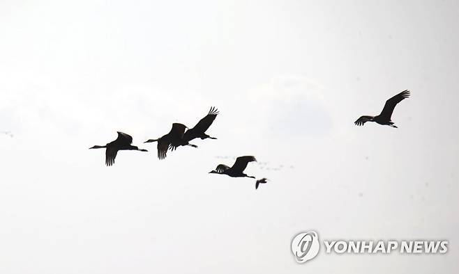 비행하는 흑두루미 가족 (순천=연합뉴스) 홍준석 기자 = 지난 11일 전남 순천시에 있는 순천만 대대뜰 상공을 흑두루미 가족이 비행하고 있다. 흑두루미는 가족 단위로 활동하는 경우가 많다. 가족 구성원은 보통 3∼4마리다. 2023.1.15 honk0216@yna.co.kr