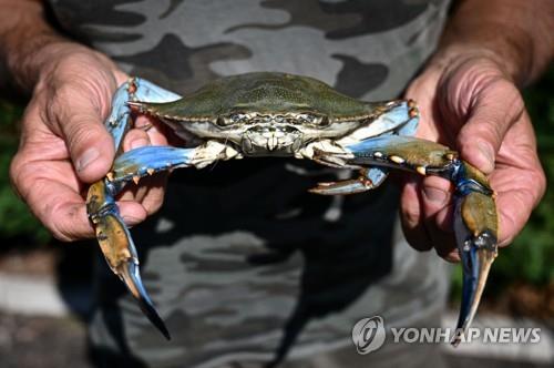 이탈리아에서 발견되고 있는 블루크랩 [AFP=연합뉴스]