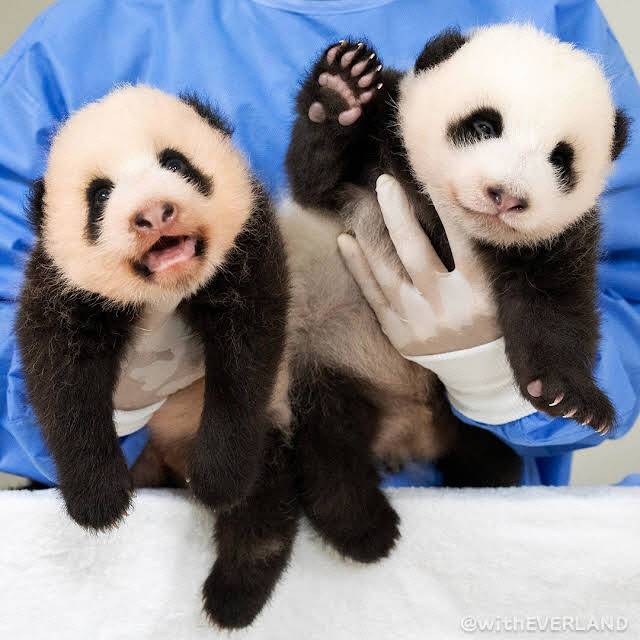 (사진=에버랜드 공식 유튜브)