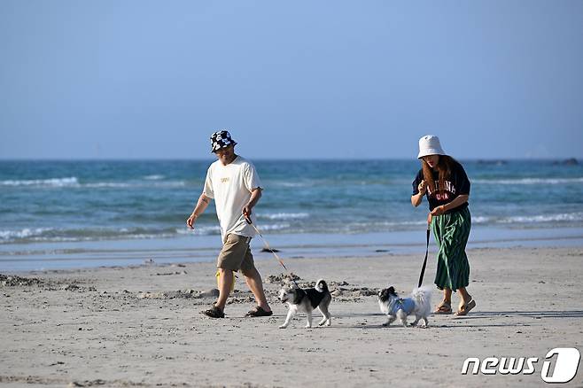 반려동물 여행플랫폼 반려생활의 '댕댕이 제주 전세기'를 타고 제주에 도착한 시민들과 반려견이 지난 5월19일 오후 협재 해수욕장에서 산책을 하고 있다. 2023.5.22/뉴스1 ⓒ News1 공항사진기자단