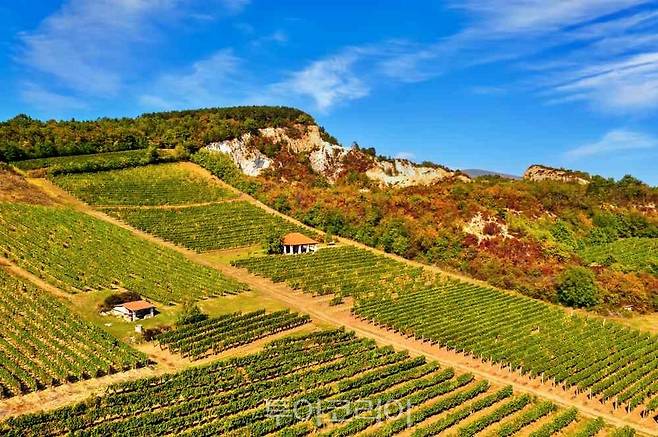 포도 수확기의 와이너리 ⓒ 헝가리 관광청 카이의 포도밭ⓒ 헝가리 관광청 포도 수확기의 와이너리 ⓒ 헝가리 관광청