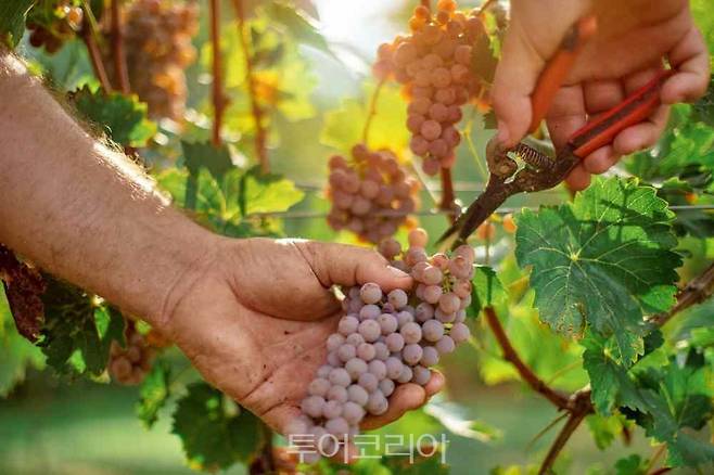 포도 수확기의 와이너리 ⓒ 헝가리 관광청 카이의 포도밭ⓒ 헝가리 관광청 포도 수확기의 와이너리 ⓒ 헝가리 관광청