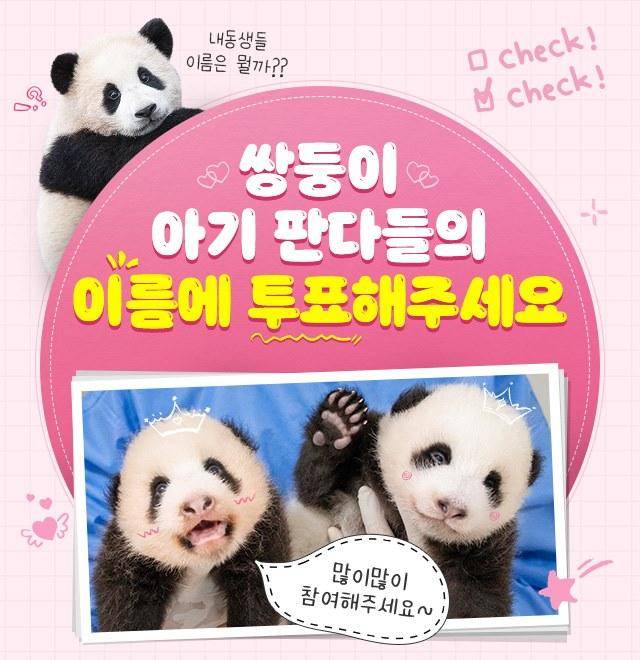 쌍둥이 판다 이름 짓기 투표 관련 이미지. 삼성물산 제공