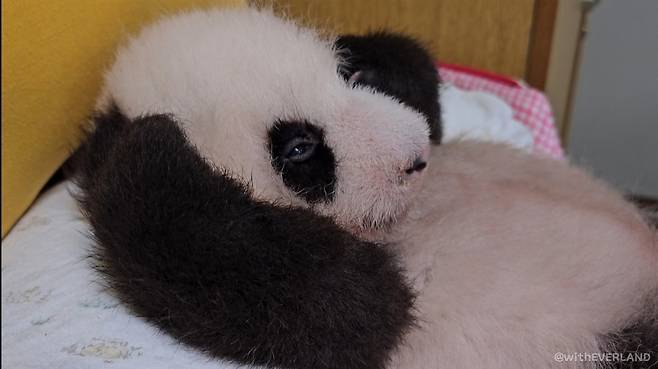 앞발로 귀를 만지는 첫째 바오. /사진=에버랜드 공식 블로그