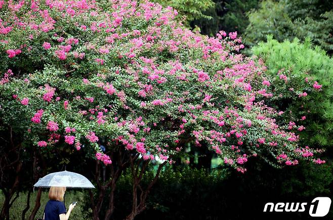 비가 내린 14일 광주 북구 전남대학교 인근 녹지화단에 만개한 백일홍 산책길로 학생들이 걸어가고 있다.(광주 북구 제공) 2023.9.14/뉴스1