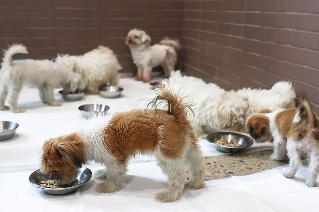 경기 화성시 불법 번식장에서 구출된 개가 수퍼빈 '아이엠팩토리'에 마련된 임시보호시설 '두부아이 놀이터'에서 보호되고 있다. /수퍼빈 제공