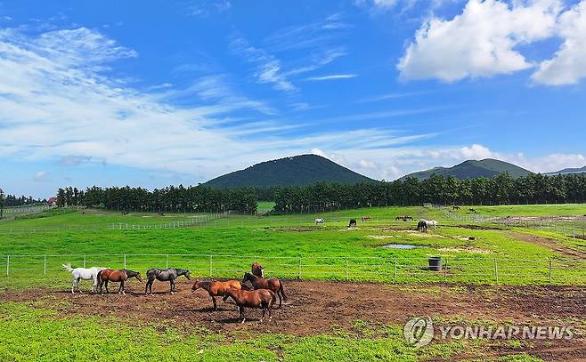 제주 목장 지대 [연합뉴스 자료 사진]