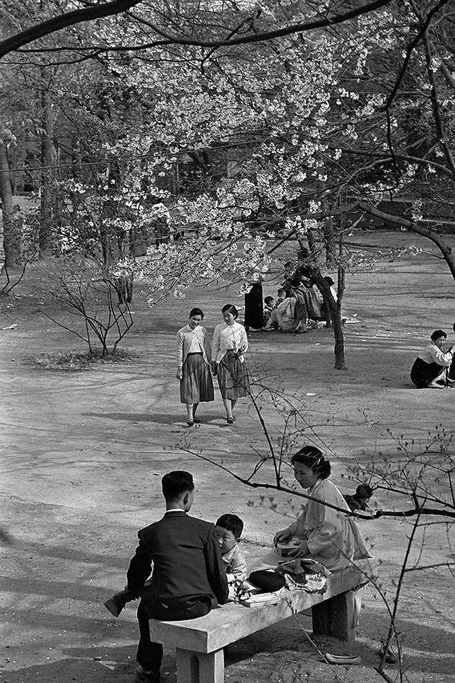 C컷/ 서울 창경궁, 1957. 봄날 벚꽃구경을 나온 시민들./ 사진가 한영수