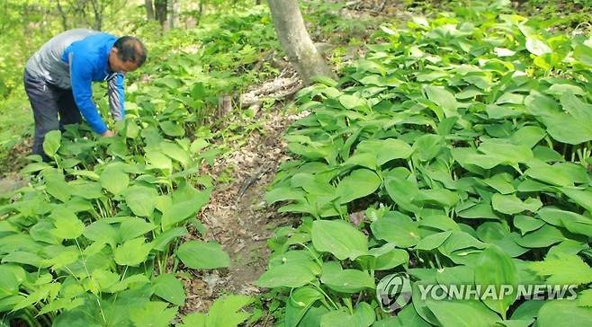 산나물 채취 한창 [연합뉴스 자료사진으로 기사 내용과 관계없음.]