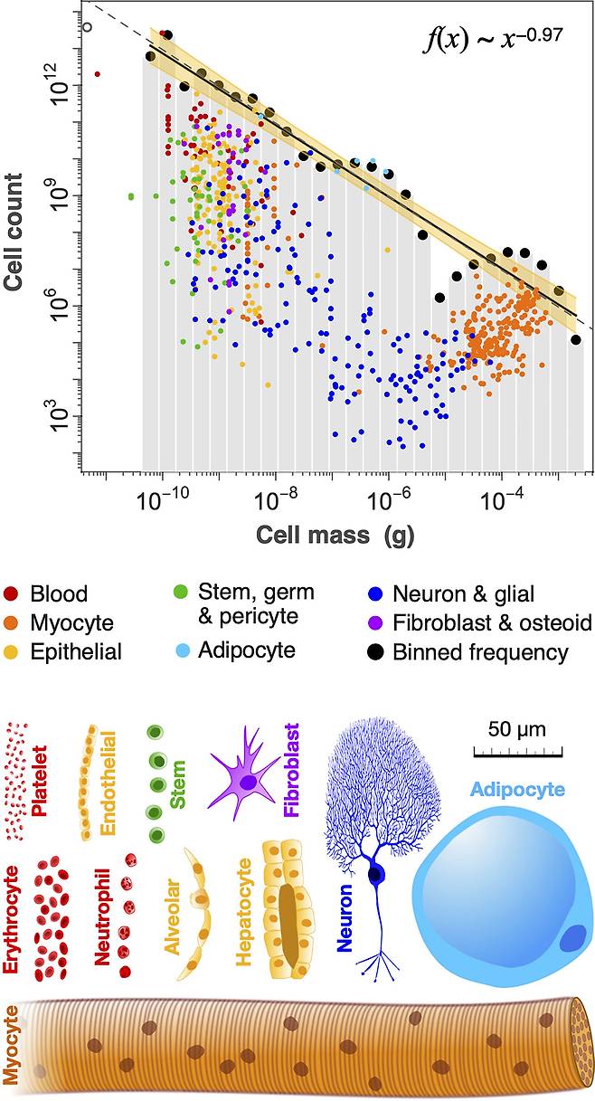 인체 세포는 크기와 개수가 반비래한다. 크기가 큰 근육세포(myocyte, 주황색)은 작은 적혈구(erythrocyte, 붉은색)보다 훨씬 수가 적다./PNAS
