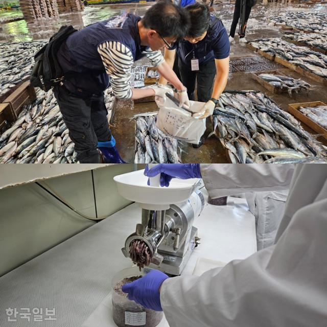 수산물 방사능 물질 신속검사를 담당하는 대한수산질병관리사회 관계자들이 15일 새벽 부산 공동어시장에서 생선 시료를 채취하고 있다. 이렇게 채취된 생선은 국립수산품질관리원에서 전 처리 과정(아래)을 거친 뒤 방사성 물질 검사가 이뤄진다. 부산=조소진 기자