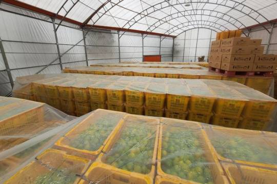 지난 17일 덜 익은 감귤을 가스로 노랗게 착색시키던 선과장이 자치경찰에 적발됐다./사진=제주도 자치경찰단 제공