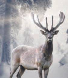 알타이산맥의 청정 고산지대에서 추운 환경을 이겨낸 사슴의 뿔이 구전녹용의 주원료가 된다.