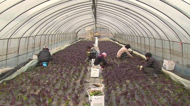 ▲ 하우스 밭일 하는 외국인 노동자들