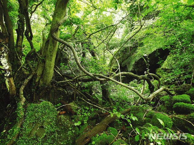 [제주=뉴시스] 제주 곶자왈. (뉴시스DB)