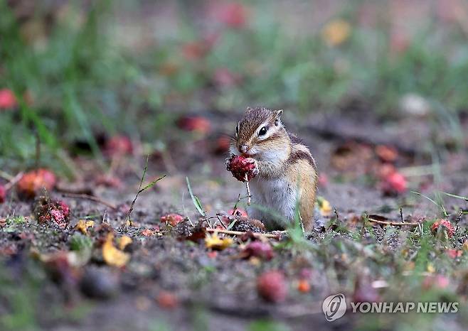 비가 와도 바빠요 (강릉=연합뉴스) 유형재 기자 = 14일 강원 강릉시 구정면 숲에서 다람쥐가 비가 내리는 궂은 날씨 속에 산딸나무 열매를 먹고 있다. 2023.9.14 yoo21@yna.co.kr