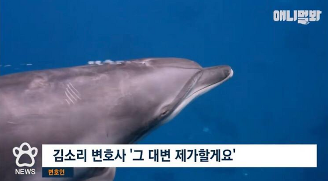 ▲ 2023년 9월15일 오전 8시 업로드된 '애니멀봐' '발뉴스' 영상. 현재는 삭제된 상태다.