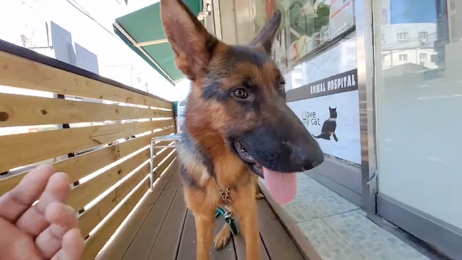 건강해진 모습의 짱이. 유튜브 ‘스나이퍼_안똘’ 갈무리.