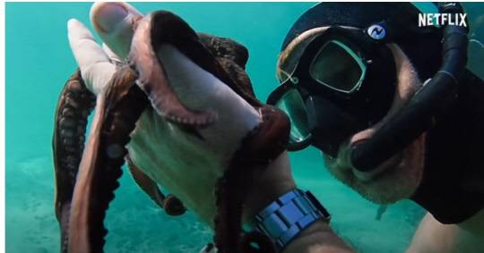 넷플릭스 다큐 '나의 문어 선생님'의 한 장면. 원숭이나 쥐 등에 적용되는 실험동물 보호규정을 문어에도 적용하는 방안이 추진된다. 넷플릭스 캡처