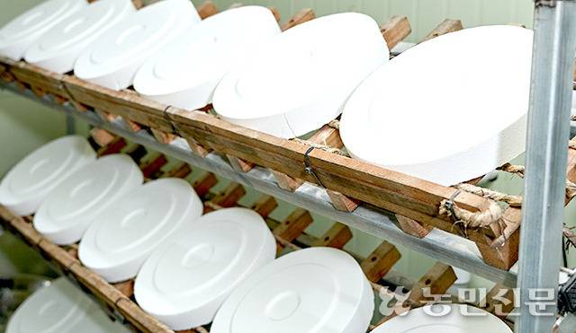 ③ 발효실에서 45일간 누룩을 띄운다. 띄운 누룩엔 곰팡이가 붙는다.