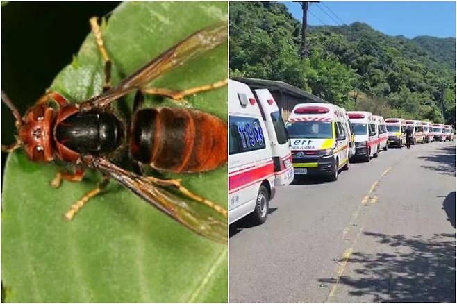 등검은말벌(왼쪽)과 현장에 출동한 구급차 모습(오른쪽)