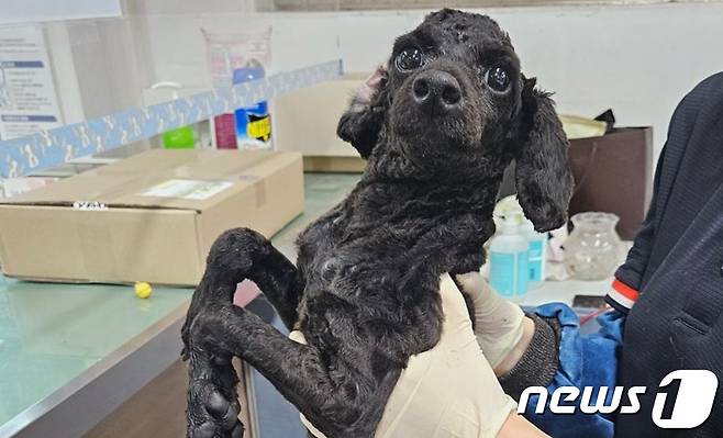 입양을 기다리고 있는 쿠쿠(동물과 함께 행복한 세상 제공) ⓒ 뉴스1