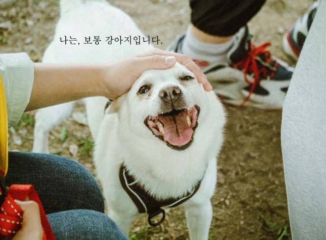 2021년 12월 지방자치단체 보호소에서 안락사 직전 구조된 로나(5세). 유기견 중에서도 품종견, 귀여운 외모의 개들의 입양 가능성이 높다. 팅커벨프로젝트 제공