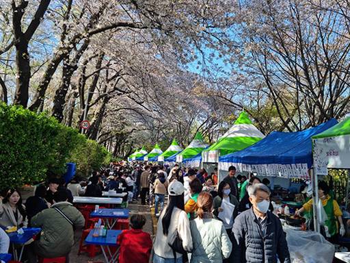 올해 자유공원 벚꽃축제 현장. 인천문화재단, 인천중구문화재단 제공
