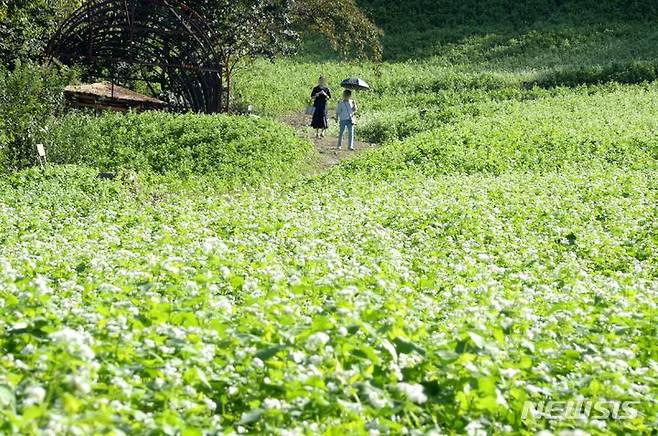 [청주=뉴시스] 조성현 기자 = 22일 오후 충북 청주시 상당구 낭성면 추정리에 메밀꽃이 가득 피어있다. 2023.09.22. jsh0128@newsis.com