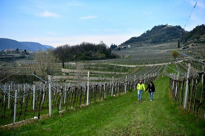 산타마리아 발베르데 포도밭.