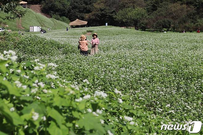 24일 충북 청주시 상당구 낭성면 추정리 메밀밭에 하얗게 피어난 메밀꽃이 넘실대고 있다.2023.09.24.ⓒ 뉴스1 박건영 기자